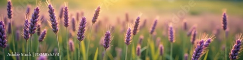 Sparse purple spikelets of wheat in a wild field, fields, crops, purple