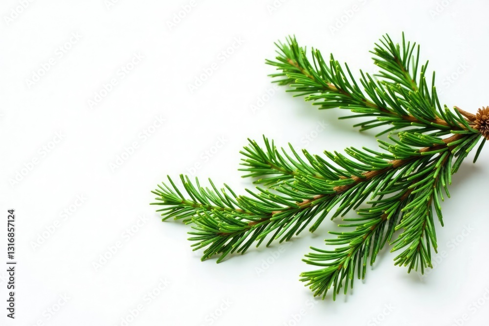 Sprigs of fir branches isolated on white background, fir, isolated, green Sprigs of fir branches isolated on white background, fir, isolated, green