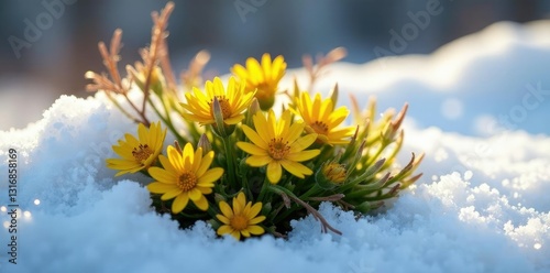 Tussilago farfara flower clusters exposed under thawing snow, natural scenery, groundcover