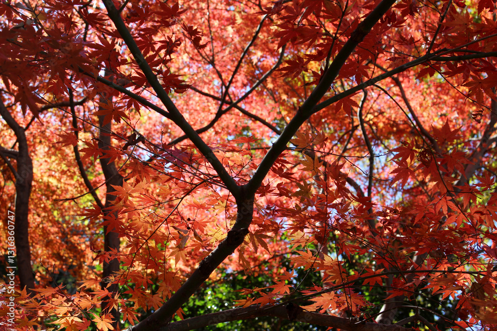 Beautiful red and orange leaves of Acer Palmatum, Japanese Maple tree in autumn. Tree branches with bright foliage in fall forest background. Beautiful red and orange leaves of Acer Palmatum, Japanese Maple tree in autumn. Tree branches with bright foliage in fall forest background.