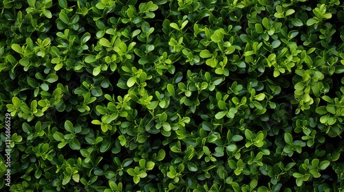 Wallpaper Mural dense boxwood wall Torontodigital.ca