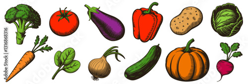 Vegetable vector illustrations set, broccoli, tomato, eggplant, red bell pepper, potato, cabbage, carrot, spinach leaves, onion, zucchini, pumpkin, and radish. Vintage engraving style