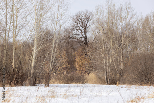 Wallpaper Mural grey forest without leaves in winter with a lot of snow, at midday
 Torontodigital.ca