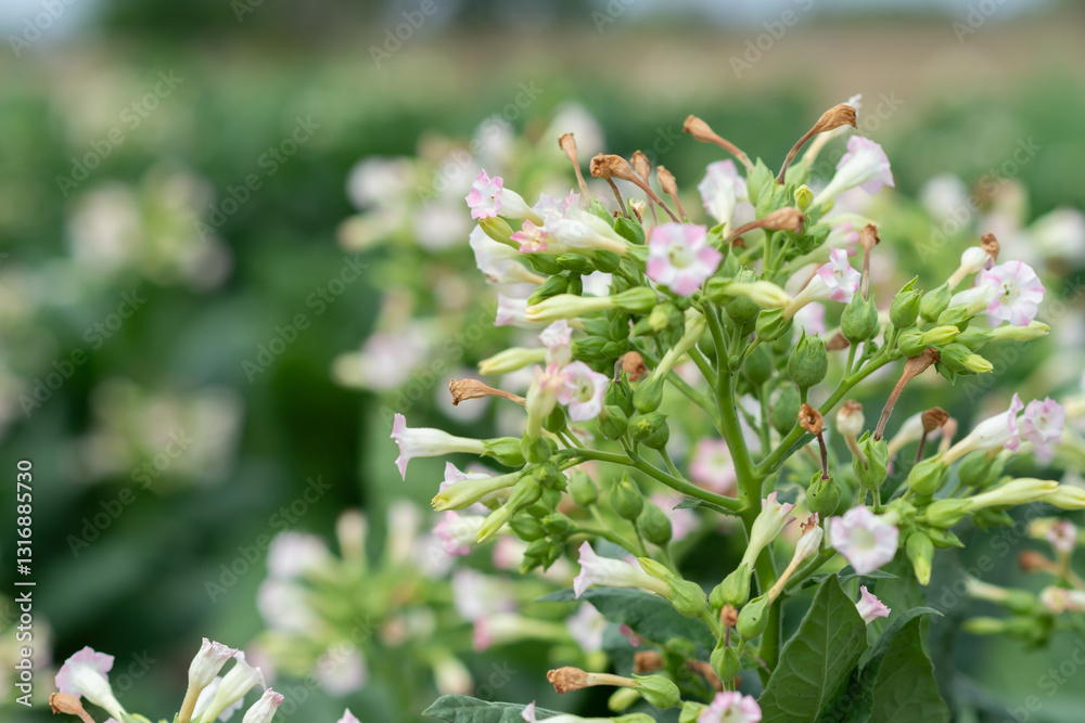 Fototapeta premium flowering tobacco ,Green common tobacco on strong stems. Is herbal insect repellent. Harmful to the health of people. Available in all regions of the world.