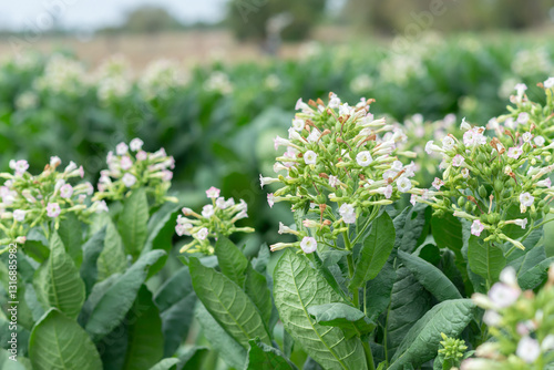 flowering tobacco ,Green common tobacco on strong stems. Is herbal insect repellent. Harmful to the health of people. Available in all regions of the world.	
