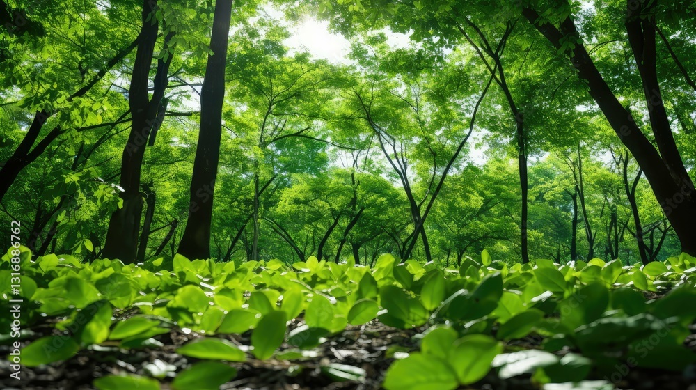 Fototapeta premium nature tree leaves background