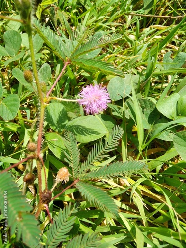 beautiful pink mimosa flower 
