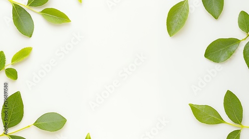 Green Leaves Frame on White Background