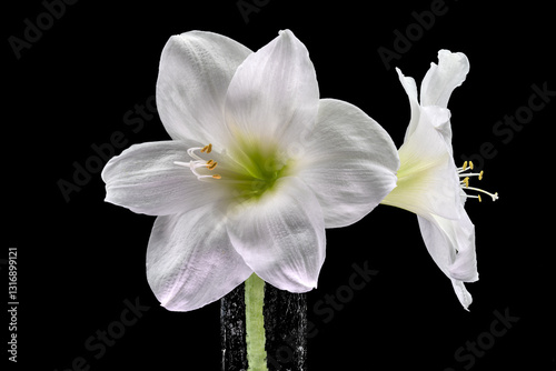 Amaryllisblüte, weiss