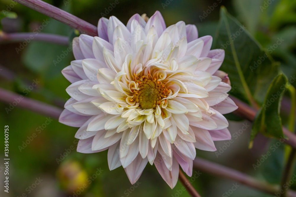 Fototapeta premium Blossom white purple dahlia flower on a summer sunny day macro photography. Garden dahlia with white pink petals in the sunlight close-up photography 