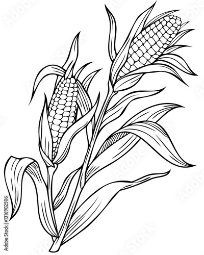 corn plant Coloring Pages Vector