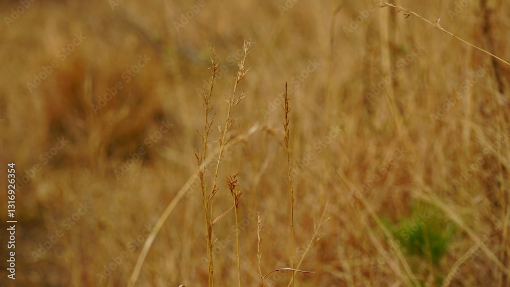 Fototapeta premium natural flower background sunny day