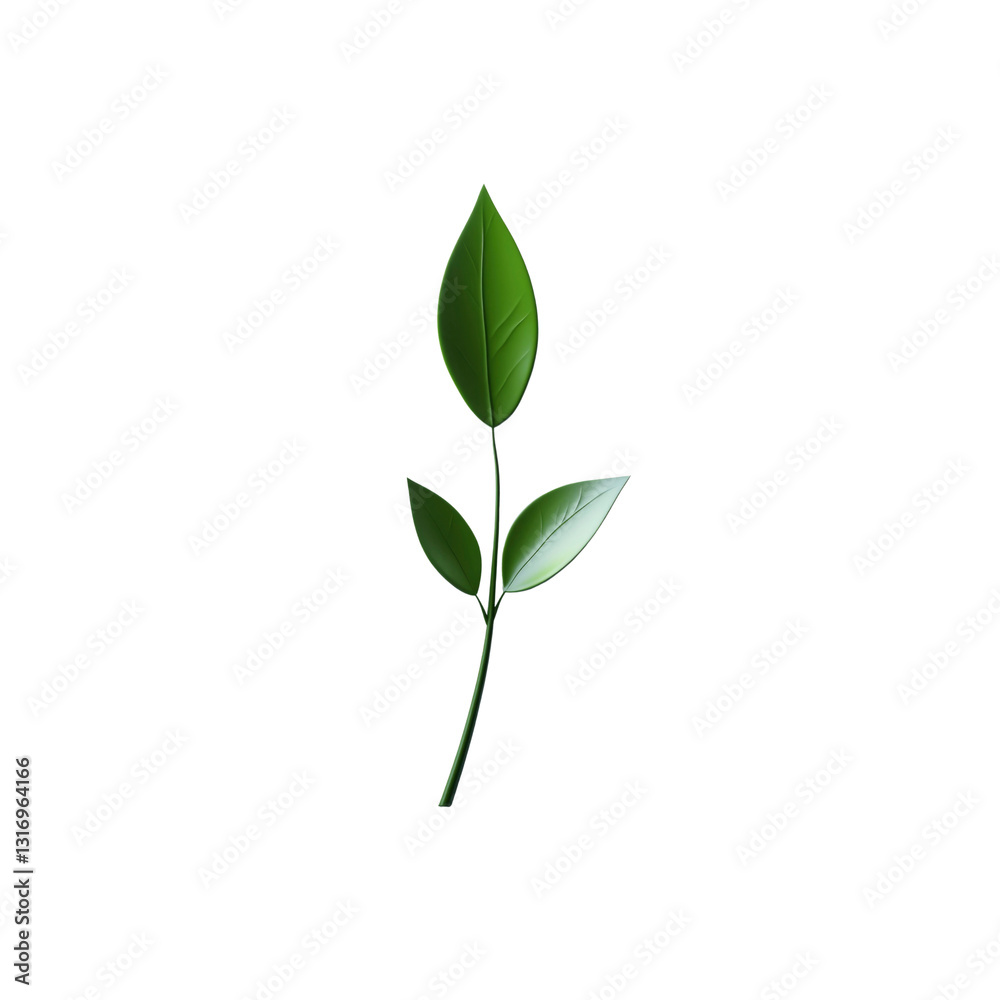 Single Sprig of Green Leaves on Transparent Background - Minimalist Nature Photography Single Sprig of Green Leaves on Transparent Background - Minimalist Nature Photography