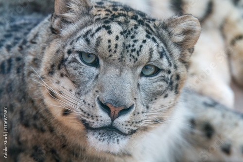 Photography One of most beautiful big cat, snow leopard - Irbis, Uncia uncia, Close up portr