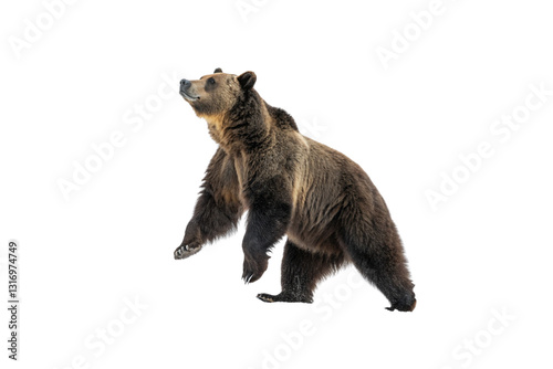 Stunning Bear PNG Clipart – High-Resolution Transparent Artwork