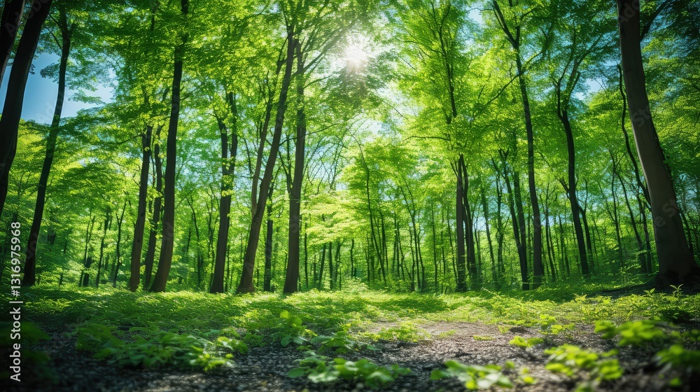 Naklejka premium leafy summer trees