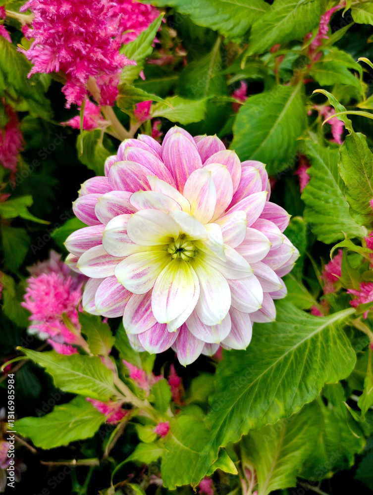 Closeup on half-pint dahlia flower in variegated red and yellow petals. Bright outdloor light