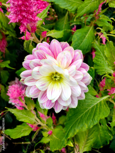 Obraz na płótnie Closeup on half-pint dahlia flower in variegated red and yellow petals. Bright outdloor light w salonie