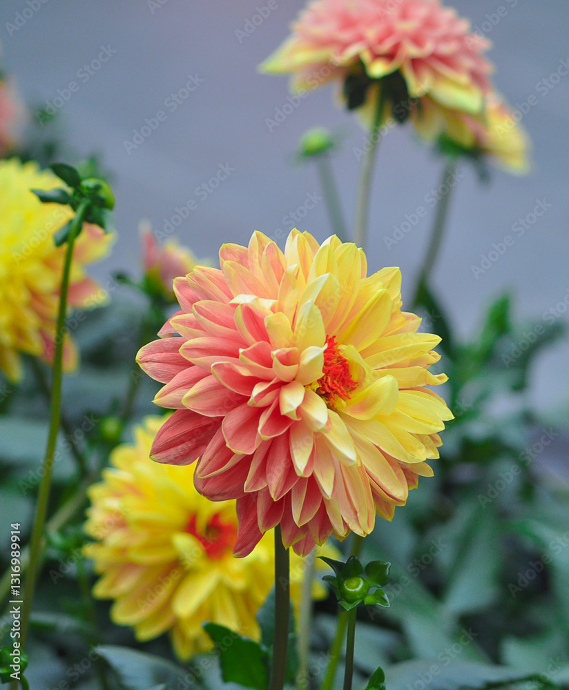 Dahlia. Flower on a white isolated background with clipping path. For design. Closeup.