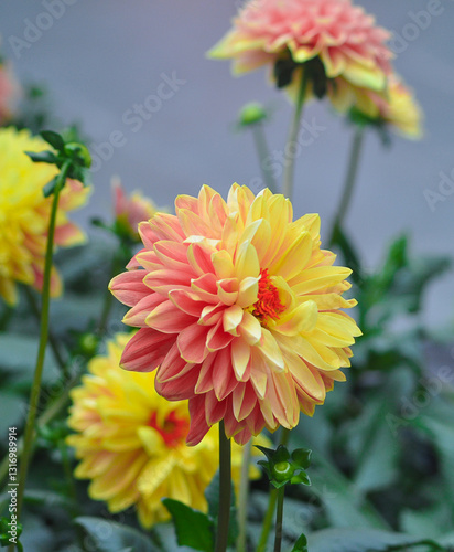 Obraz na płótnie Dahlia. Flower on a white isolated background with clipping path. For design. Closeup. w salonie