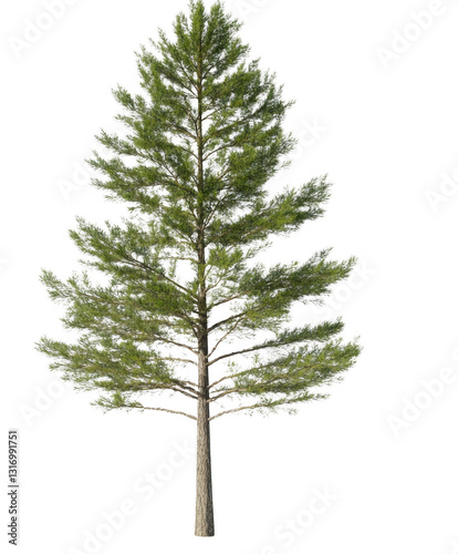 A tall, slender tree with green leaves stands alone on a white background. The tree's height and slenderness give it a sense of strength and stability, while the green leaves add a touch of life