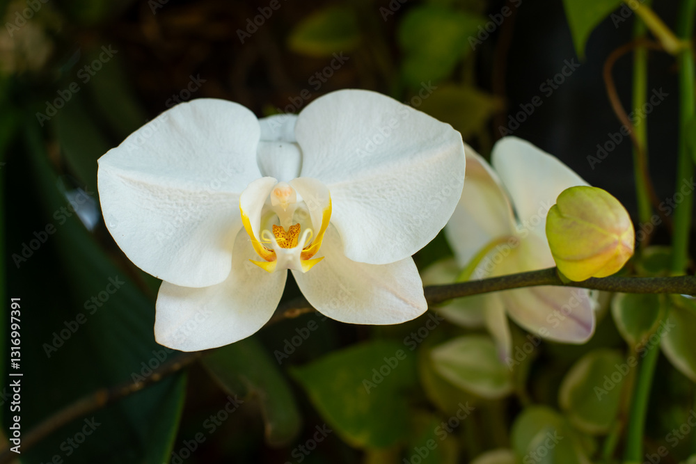 Obraz premium Beautiful white moon orchid flower plant, with some orchid buds still closed, placed in an outdoor garden, shot with shallow depth of field