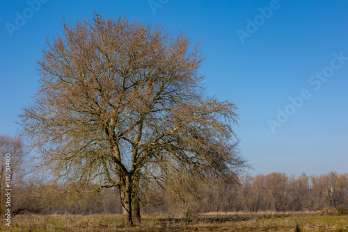 Late winter, Early spring countryside landscape, Standing tree on grass field with leafless twigs, Bare branches trees on green meadow under blue sky and sunlight in the afternoon, Natural background.