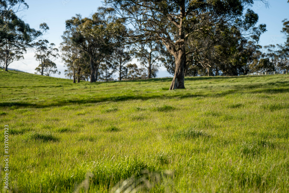 farming meadow landscape on a farm in australia farming meadow landscape on a farm in australia