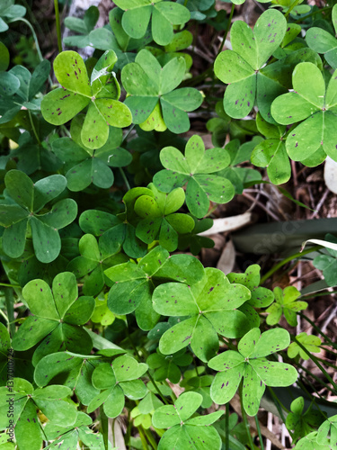 green four leaf clover close up