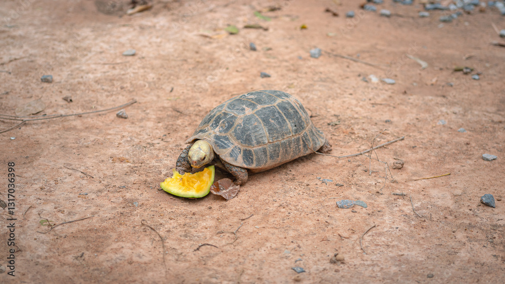 A turtle is eating pumpkin on dirt ground. Animal and wildlife in nature portrait. A turtle is eating pumpkin on dirt ground. Animal and wildlife in nature portrait.