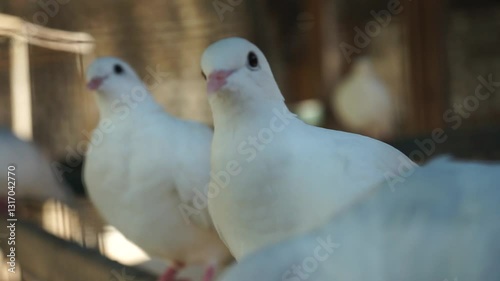weiße Tauben in einer Voliere