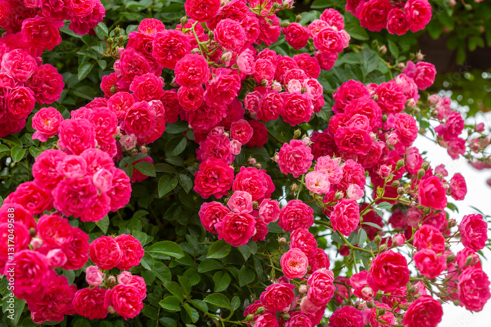 rose Crimson Shower (Rambler 1951) rose Crimson Shower (Rambler 1951)