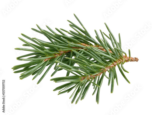 A thin green branch of a pine tree. The branch is long and thin, with a few small leaves on it
