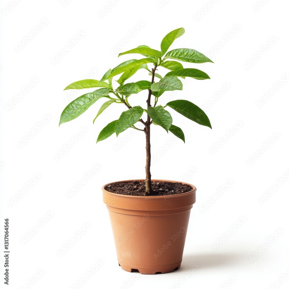 Small Green Plant in Brown Pot Against White Background Small Green Plant in Brown Pot Against White Background