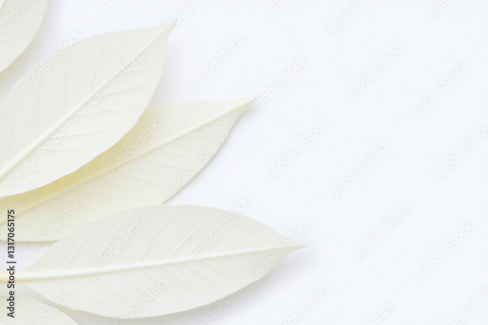 Obraz premium close up of a bunch of white leaves on a white background