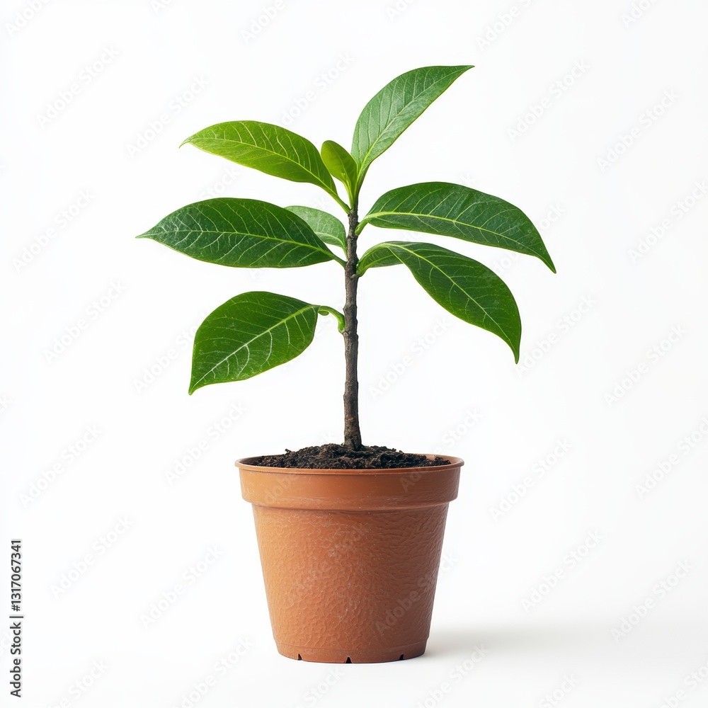 Young Green Plant in Terracotta Pot Against White Background Young Green Plant in Terracotta Pot Against White Background
