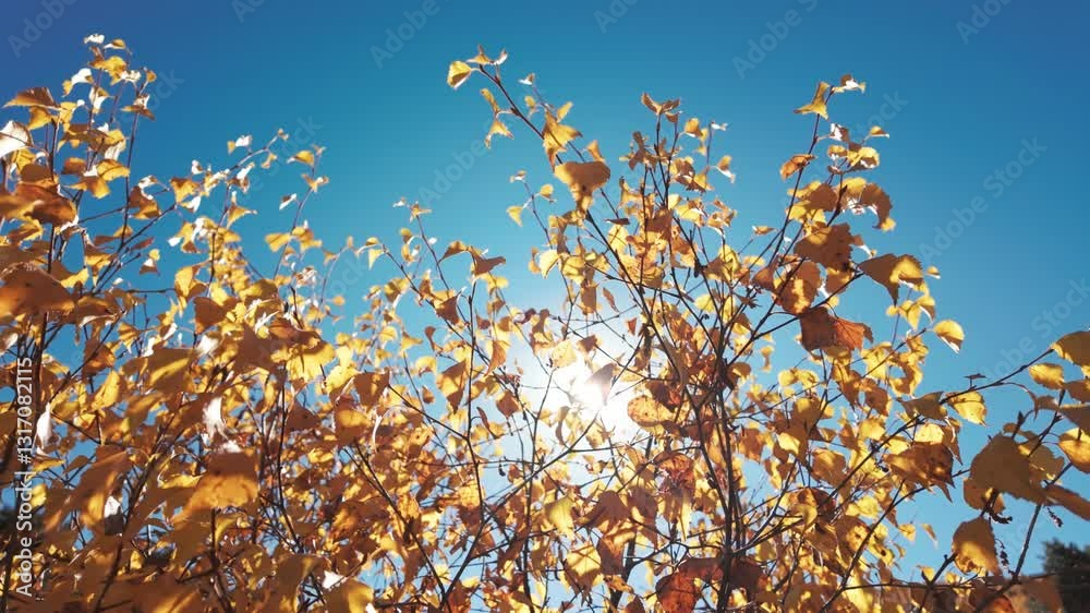 Yellow Leaves Shimmer in the Warm Fall Sun Amidst Blue Skies in a Tranquil Setting Yellow Leaves Shimmer in the Warm Fall Sun Amidst Blue Skies in a Tranquil Setting