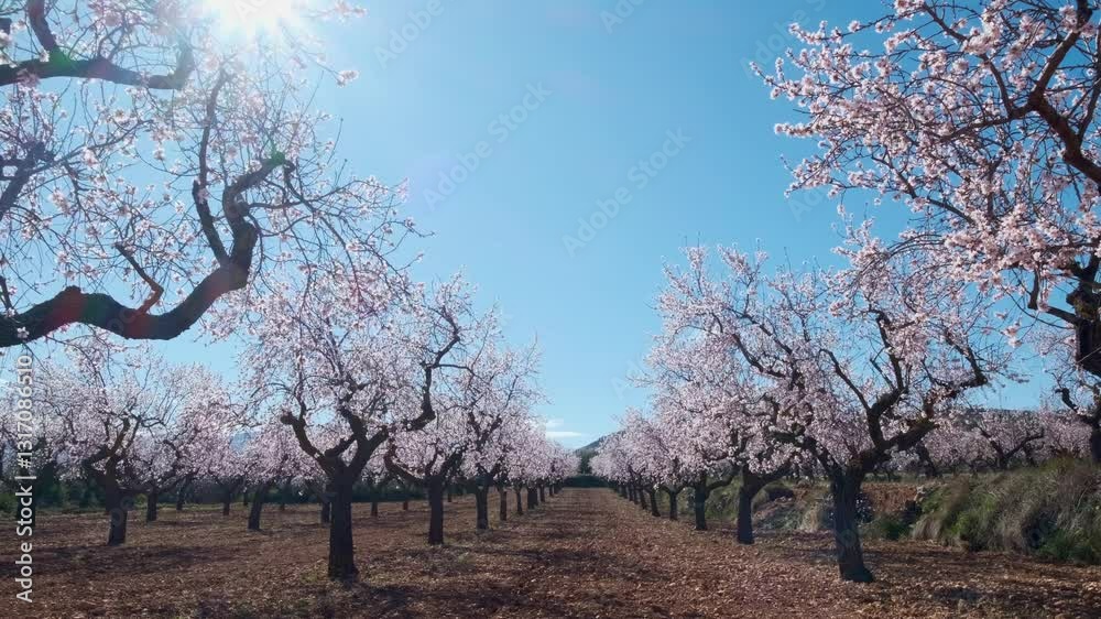 Video of the almond blossom field