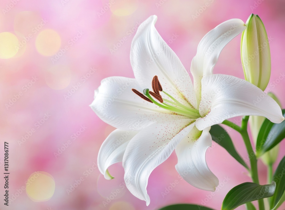Blooming White Lily Flower with Bud on Soft Pink Bokeh Background Blooming White Lily Flower with Bud on Soft Pink Bokeh Background