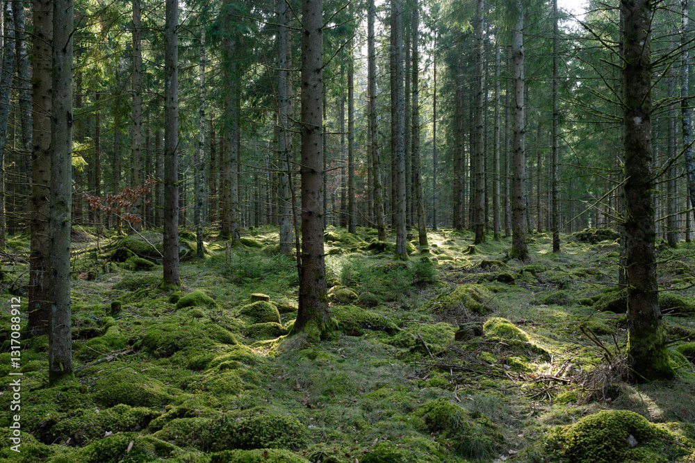 Fototapeta premium trees in the forest
