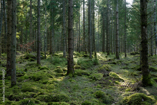 trees in the forest