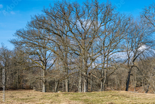 trees in the park