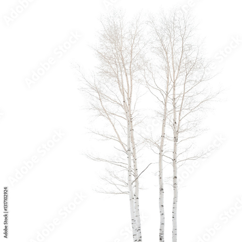 Three white birch trees stand tall in a snowy landscape. The trees are bare and stripped of leaves, giving the scene a serene and peaceful atmosphere