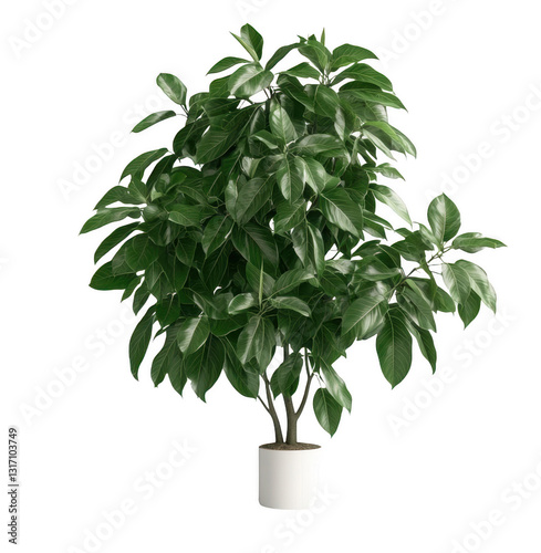 A large green plant is in a white pot. The plant is tall and has a lot of leaves. The pot is white and sits on a white background