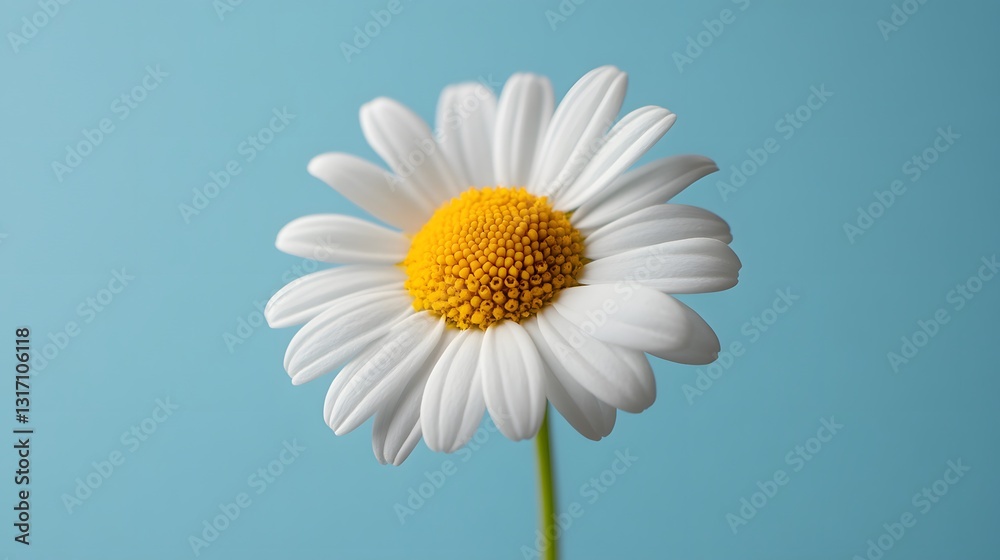Single perfect daisy with crisp white petals and vibrant yellow center blooms against soft light blue background, captured in elegant simplicity with smooth gradient and tranquil atmosphere.