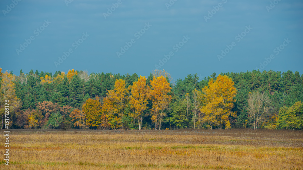 Scattered autumn forest and meadow at noon. Scattered autumn forest and meadow at noon.