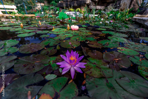 A pond with a purple flower in the middle. The pond is surrounded by green plants and has a bench in the background photo