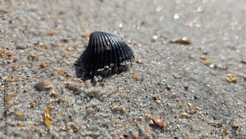 seashell on the beach