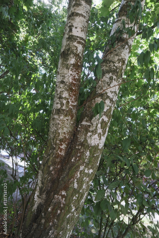 Fototapeta premium black and white birch trees with green leaves illuminated by sunlight