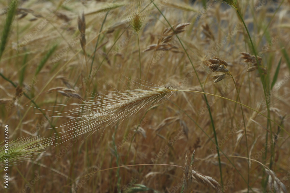 yellow Ears of wheat illuminated by sunlight yellow Ears of wheat illuminated by sunlight